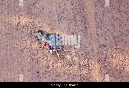 Un pollo morto ucciso durante l'attraversamento di una strada polverosa rurale. Foto Stock