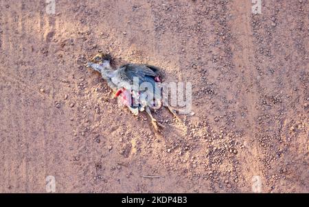 Un pollo morto ucciso durante l'attraversamento di una strada polverosa rurale. Foto Stock