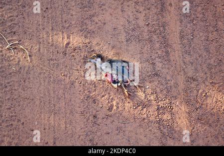 Un pollo morto ucciso durante l'attraversamento di una strada polverosa rurale. Foto Stock