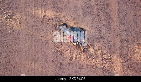 Un pollo morto ucciso durante l'attraversamento di una strada polverosa rurale. Foto Stock