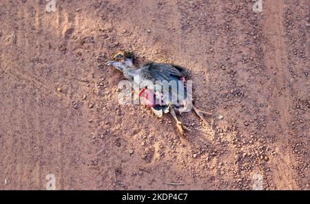 Un pollo morto ucciso durante l'attraversamento di una strada polverosa rurale. Foto Stock