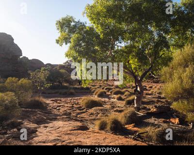 Spinifex e Ghost Gum (Corymbia aparrerinja) sul Rim Walk, Kings Canyon, Watarrka National Park, Northern Territory, Australia Foto Stock