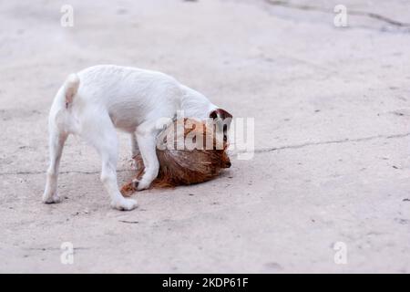 Il cane Jack Russell gioca con il cocco sul cemento. Profondità di campo bassa. Foto orizzontale. Foto Stock