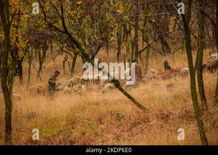 Srinagar, India. 07th Nov 2022. I pastori di Kashmiri con le loro pecore camminano attraverso la collina durante una fredda giornata autunnale alla periferia di Srinagar. Le piogge continuarono a sferzare le pianure mentre la parte superiore ricevette nevicate, mentre l'uomo meteorologico aveva previsto un tempo più umido a Jammu e Kashmir fino al 11 novembre. Credit: SOPA Images Limited/Alamy Live News Foto Stock