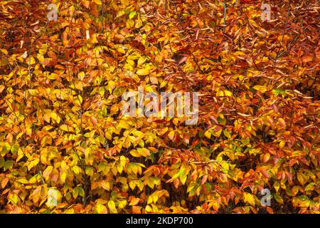 Il Faggio americano, Fagus grandifolia, lascia dopo aver virato un colore giallo o arancione in autunno diventa marrone poi una leggera abbronzatura e zenzero sui rami unti Foto Stock