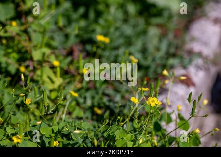 Fiore Oxalis dillenii che cresce in prato Foto Stock