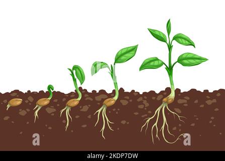 Passi di crescita di pianta. Germinazione di seme in suolo. Agricoltura piantina fasi evolutive o passi di sviluppo di segatura, germoglio crescere processo con semi nel suolo, radici di piantina e foglie di pianta sul gambo Illustrazione Vettoriale