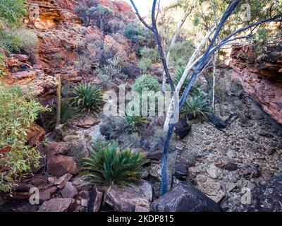 Canyon superiore riempito di Macrozamia, passeggiata sul bordo, Kings Canyon, Parco Nazionale di Watarrka, territorio del Nord, Australia Foto Stock