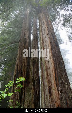 Tre sequoia alberi - Redwood National Park, California Foto Stock