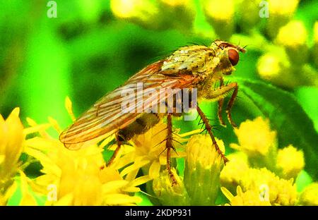 Neoitamus cyanurus volare o la comune awl robberfly su un fiore giallo Foto Stock