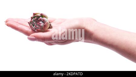 Donna che tiene in mano Echeveria Succulent radicato impianto di taglio Foto Stock