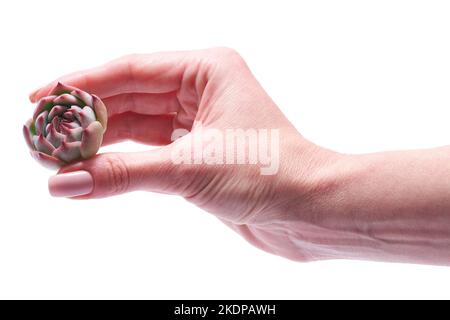 Donna che tiene in mano Echeveria Succulent radicato impianto di taglio Foto Stock