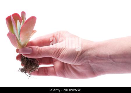 Donna che tiene in mano Echeveria Succulent radicato impianto di taglio Foto Stock