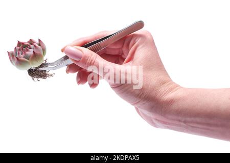 Donna che tiene Echeveria Succulent radicato impianto di taglio con pinzette Foto Stock