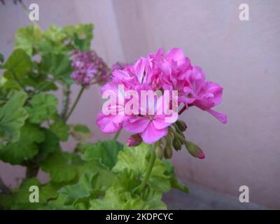 Un vivace gruppo di Pelargonium peltatum rosa, o pelargonium con lievito d'edera, fiorisce su uno sfondo morbido. I delicati petali e il centro prominente. Foto Stock