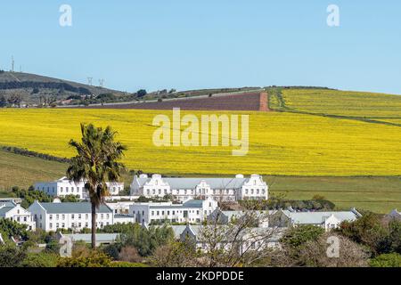 BELLVILLE, SUD AFRICA - 13 SETTEMBRE 2022: Edifici olandesi del Capo e campi di canola alla periferia di Durbanville, nella zona metroplitana di Città del Capo. Foto Stock