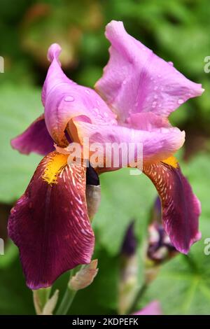 Fiore porpora bearded iris o Iris geranica (latino Iris germanica) dopo la pioggia dopo la pioggia nel giardino estivo Foto Stock