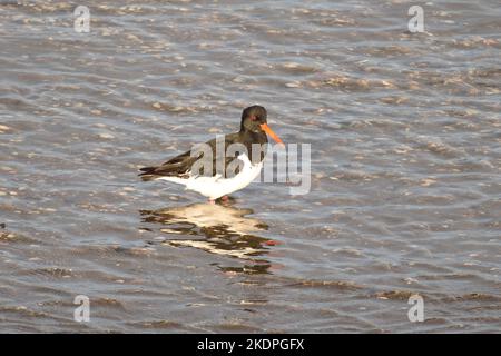 Oystercatcher eurasiatica che si foraggio nelle conchite di un estuario nel tardo pomeriggio luce del sole. Snowdonia National Park, Galles, Regno Unito. Foto Stock