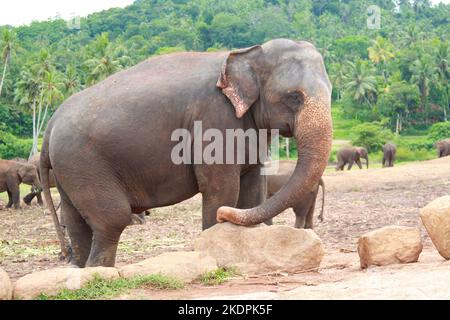 Profilo laterale di un elefante asiatico all'Orfanotrofio degli elefanti di Pinnawala in Sri Lanka Foto Stock