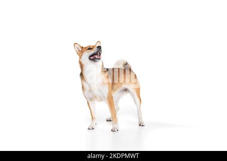 Ritratto di Charming cane ribattito Shiba Inu isolato su sfondo bianco studio. Concetto di bellezza, vita animale, cura, salute e animali domestici purosaned. Foto Stock