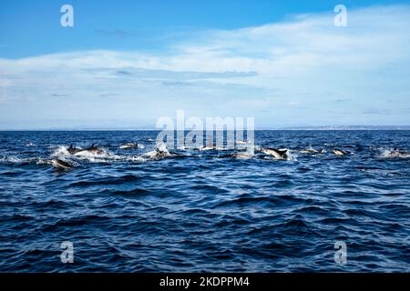 Pod di delfini comuni che saltano in un oceano blu luminoso con la costa di San Diego sullo sfondo. Escursioni di avvistamento delle balene in California USA. Preservati della fauna selvatica Foto Stock