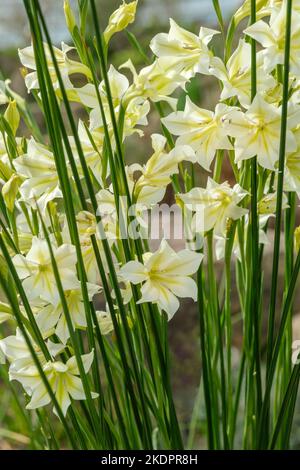 Gladiolus tristis var. Concolor, gladiolus sempre fiorito, palude Afrikaner, giglio di spada a fiore triste, fiore di sera Foto Stock