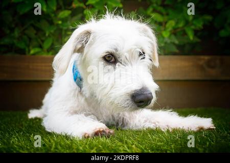 Cucciolo bianco Jackapoo di sei mesi - una croce tra un Jack Russell e un Poodle. Primo piano di lui che si stese sull'erba con la testa girata Foto Stock