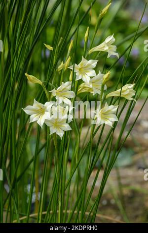 Gladiolus tristis var. Concolor, gladiolus sempre fiorito, palude Afrikaner, giglio di spada a fiore triste, fiore di sera Foto Stock