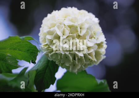 Fiori bianchi arrotondati di pianta di Viburnum nel giardino Foto Stock