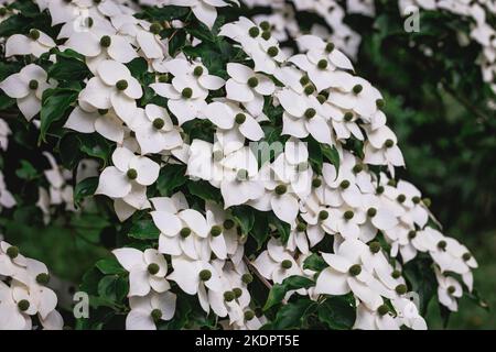 Cornus kousa piccolo albero deciduo Foto Stock