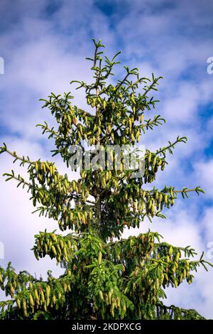 La cima di un abete sempreverde con molti coni giovani. Foto Stock