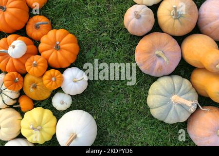 Zucche e squash sfondo colorato. Varietà diverse di zucche. Foto Stock