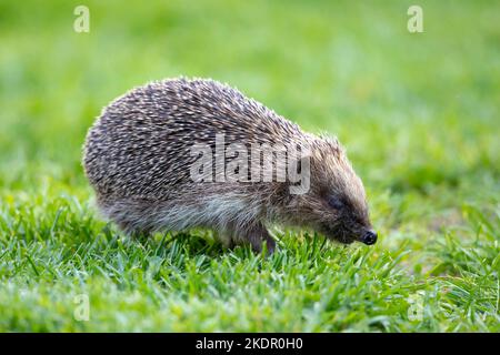 European Hedgehog (Erinaceus europaeus) camminare su un prato da giardino a Sussex, Regno Unito Foto Stock