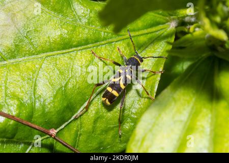 WASP Beetle (Clytus arietis) Sussex, Regno Unito Foto Stock