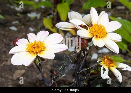 Giorni felici di Dahlia con fiori bianchi, una varietà nana della pianta di Dahlia. Foto Stock