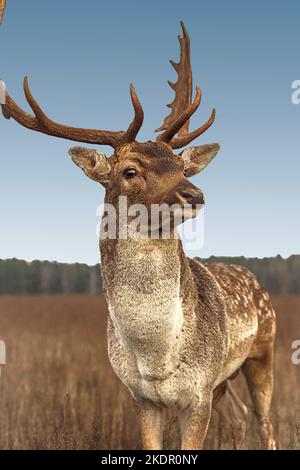 Primo piano ritratto di un maestoso cervo con nuove corna, pomeriggio autunnale in campo, foresta sullo sfondo. Foto Stock