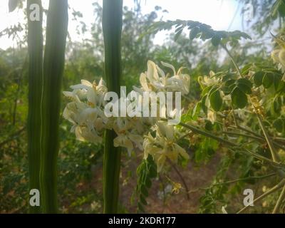 La Moringa fiorisce accompagnata da tre baccelli di bacinella. Foto Stock