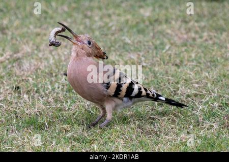 Hoopoe (Upupa epops epopee) che lancia il grub di insetto in becco, Egitto Foto Stock