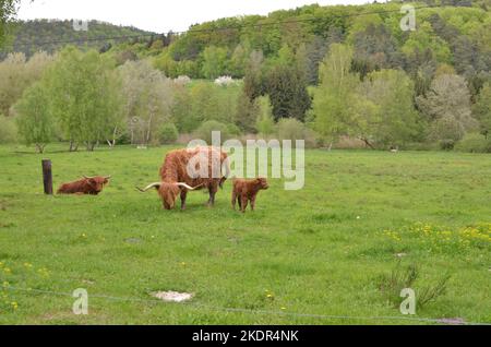 Toro con corni lunghi in fienile bello Foto Stock