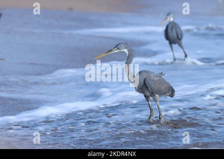 airone occidentale della barriera corallina sulla spiaggia, madhavpur, india. Egretta gularis. Un uccello sulla spiaggia. Sfondo di uccelli, carta da parati. Uccello di egret. Sfondo naturale. Foto Stock
