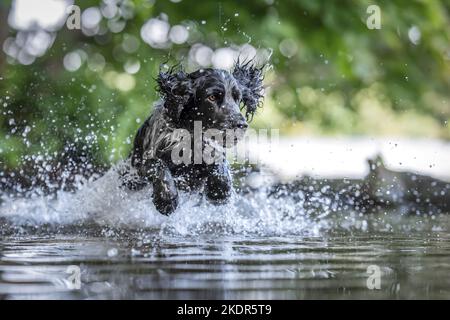 Esecuzione inglese Cocker Spaniel Foto Stock