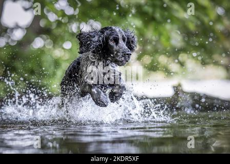 Esecuzione inglese Cocker Spaniel Foto Stock