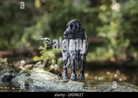 English Cocker Spaniel Foto Stock