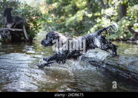 Jumping inglese Cocker Spaniel Foto Stock