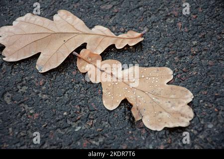 foglie appassite d'autunno in gocce di pioggia su asfalto bagnato grigio. primo piano Foto Stock