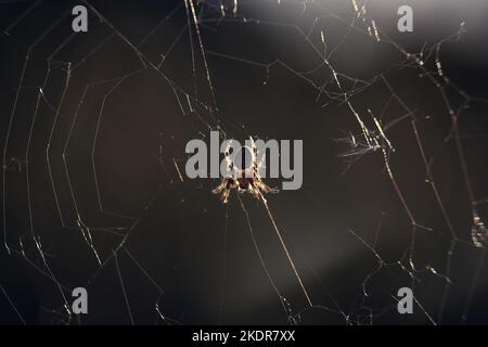 il ragno della foresta tesse un ragnatela nei raggi del sole in primo piano Foto Stock