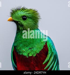Quezal nelle nuvole Foto Stock