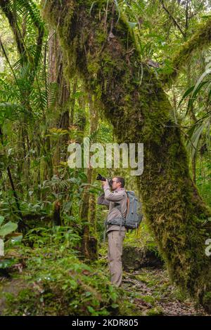 Fotografia della foresta pluviale Foto Stock