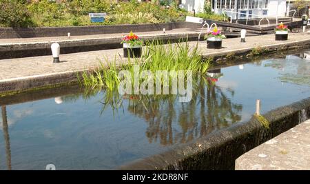 St Pancras Lock, Regent's Canal, Londra, Regno Unito. Piante e fiori decorano la zona intorno alla serratura mentre le barche aspettano sopra e sotto per la serratura per essere Foto Stock