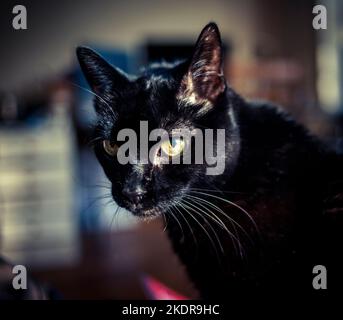 Un gatto nero dei capelli corti e salvato a New York martedì 25 ottobre 2022, appena in tempo per Halloween. (© Richard B. Levine) Foto Stock